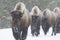 Bison herd walking in snow