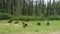 A bison herd in the yukon territories