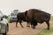 Bison holdup traffic on dirt road