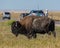 Bison on Hwy 240