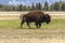 Bison inside Yellowstone