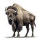 Bison isolated on white created with Generative AI