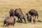 Bison jumping fence