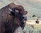 Bison of the Lamar Valley herd, Yellowstone National Park, Wyoming