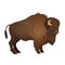 Bison large even-toed ungulate realistic vector illustration