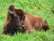 Bison are large, even-toed ungulates