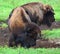 Bison are large, even-toed ungulates