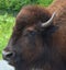 Bison are large, even-toed ungulates