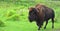 Bison are large, even-toed ungulates