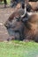 Bison are large, even-toed ungulates