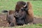 Bison are large, even-toed ungulates