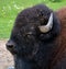 Bison are large, even-toed ungulates