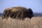 Bison on in last of winter grass