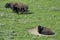 Bison lays in a buffalo wallow getting a dust bath.