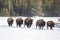 Bison in a line