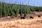 Bison and Lodgepole Pines    62171