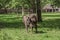 Bison look back , Bialowieza National Park