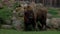 Bison looking at the camera and standing in the meadow