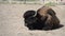 Bison lying on the ground