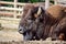 Bison Lying and Resting on Ground