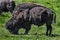 Bison male grazing on the lawn 1