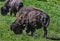 Bison male grazing on the lawn 2