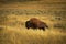 Bison in the meadow of hayden valley