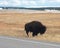 Bison in Meadow in Yellowstone NP