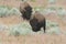 Bison Meandering Through Sagebrush Habitat