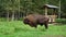 The bison is a mighty descendant of the most ancient bulls.