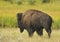 Bison Migrating