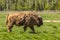 Bison during molting in Sweden national park