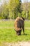 Bison during molting in Sweden national park