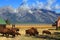 Bison and Mormon Row Barn in the Grand Tetons