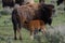 Bison mother and calf nursing