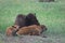 Bison mother and calves