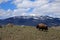 Bison with Mountain Background in Yellowstone National Park