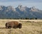 Bison moving across the grassland with snowy mountain peaks in the background