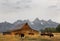Bison moving Morman Farm, Grand Tetons National Park, Wyoming