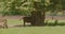 Bison in the national park rubs against a tree