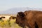 Bison near Great Salt Lake