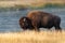 Bison near the Madison River in Yellowstone National Park in the morning sunrise