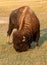 Bison near Pinnacles entrance Badlands National Park in the Black Hills of South Dakota