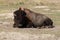 Bison near Pinnacles entrance Badlands National Park in the Black Hills of South Dakota