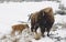 Bison and New Born Calf in Snow storm, Yellowstone