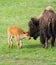 Bison and New Born Calf -Yellowstone National Park