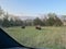 Bison in the North Unit Campground in Theodore Roosevelt National Park in North Dakota USA