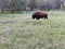 Bison in the North Unit Campground in Theodore Roosevelt National Park in North Dakota USA