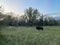 Bison in the North Unit Campground in Theodore Roosevelt National Park in North Dakota USA