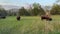 Bison in the North Unit Campground in Theodore Roosevelt National Park in North Dakota USA